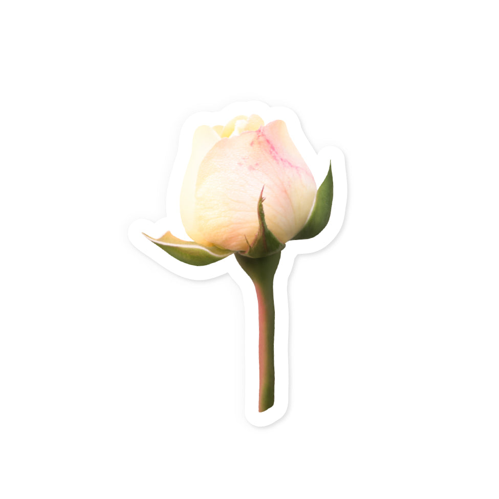 Yellow Rose Sticker